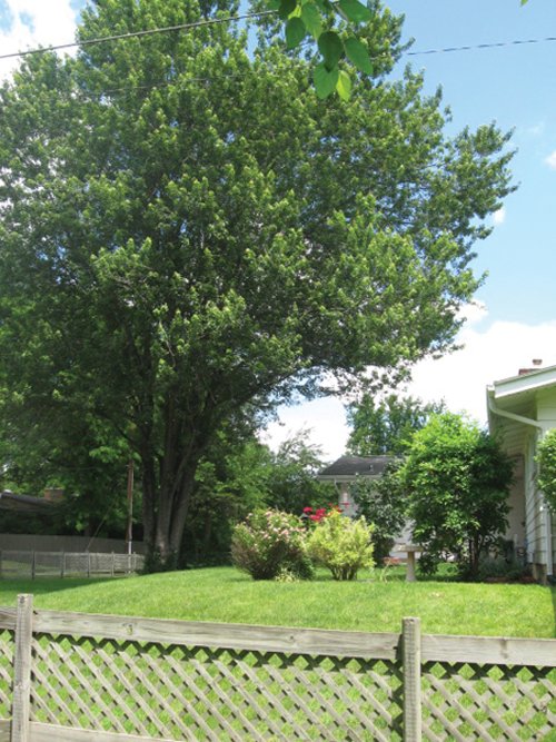 Property photo 11 - 3 Bedroom Ranch on Basement - Foster Park Area